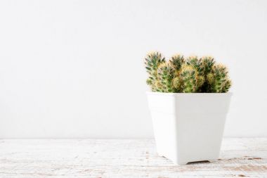 succulents ya da kaktüs rafındaki beyaz arka plan üzerinde beton tencere