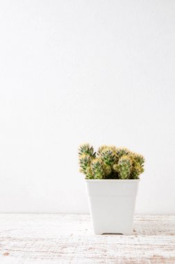 succulents ya da kaktüs rafındaki beyaz arka plan üzerinde beton tencere