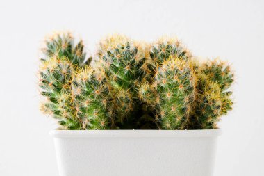 succulents ya da kaktüs rafındaki beyaz arka plan üzerinde beton tencere