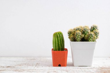 succulents ya da kaktüs rafındaki beyaz arka plan üzerinde beton tencere