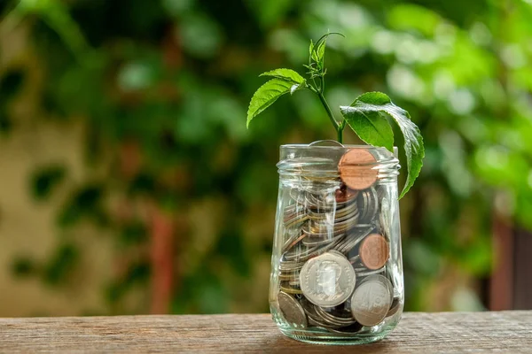 Ahorrar dinero para el concepto de inversión. planta que crece fuera de monedas —  Fotos de Stock