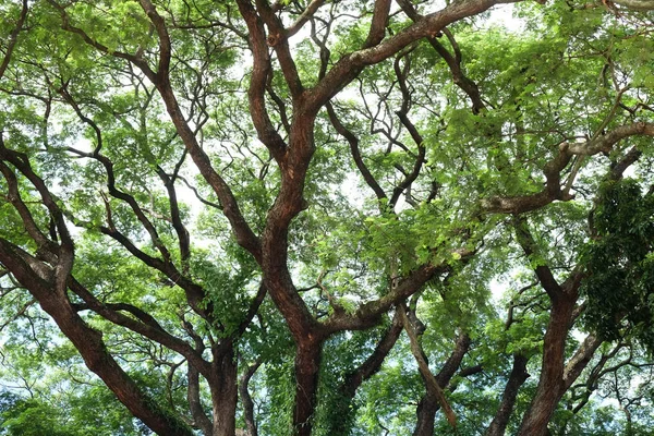 Yeşil ağaç dalı arka plan dokusu