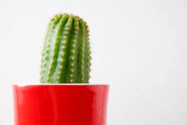 Sukulenty lub Kaktus w betonowe Donice na białym tle na półce — Zdjęcie stockowe