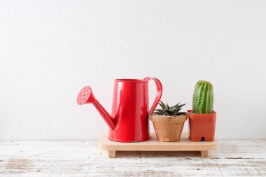 succulents ya da kaktüs rafındaki beyaz arka plan üzerinde beton tencere