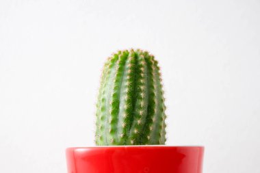 succulents ya da kaktüs rafındaki beyaz arka plan üzerinde beton tencere