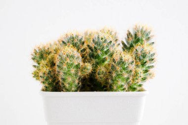 succulents ya da kaktüs rafındaki beyaz arka plan üzerinde beton tencere