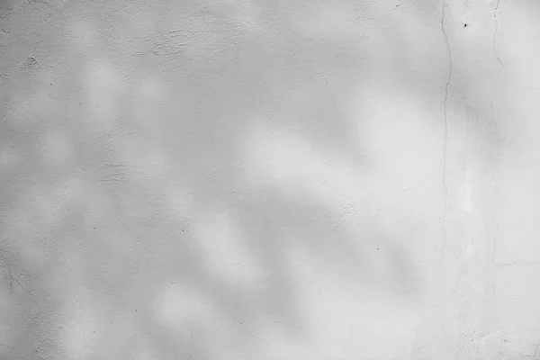 Black and White  abstract background textuer of shadows leaf on a concrete wall. — Stock Photo, Image