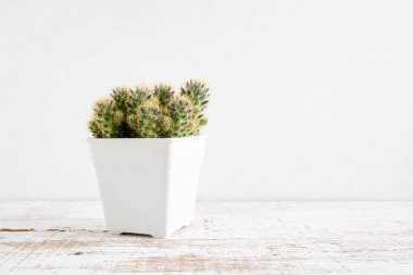 succulents ya da kaktüs rafındaki beyaz arka plan üzerinde beton tencere
