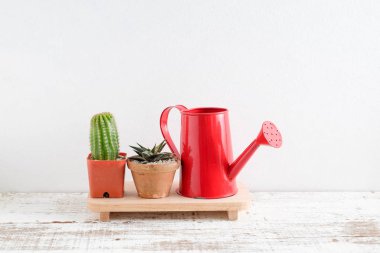 succulents ya da kaktüs rafındaki beyaz arka plan üzerinde beton tencere