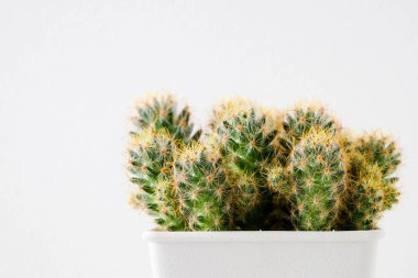succulents ya da kaktüs rafındaki beyaz arka plan üzerinde beton tencere