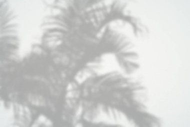 Siyah ve beyaz arka plan textuer gölgeler yaprak beton duvara.