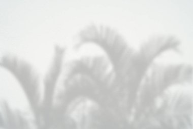 Siyah ve beyaz arka plan textuer gölgeler yaprak beton duvara.