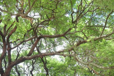 Yeşil ağaç dalı arka plan dokusu