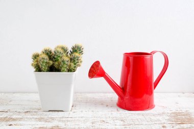 succulents ya da kaktüs rafındaki beyaz arka plan üzerinde beton tencere