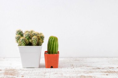 succulents ya da kaktüs rafındaki beyaz arka plan üzerinde beton tencere