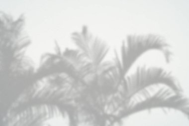 Siyah ve beyaz arka plan textuer gölgeler yaprak beton duvara.