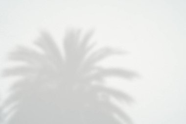 Siyah ve beyaz arka plan textuer gölgeler yaprak beton duvara.