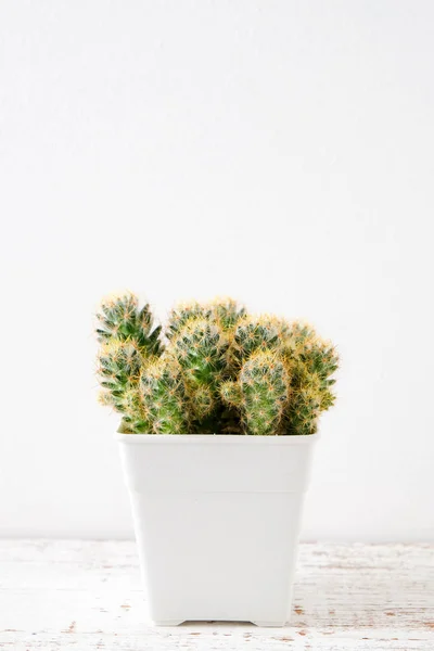 Succulents 또는 선반에 흰색 배경 위에 콘크리트 냄비에 선인장 — 스톡 사진