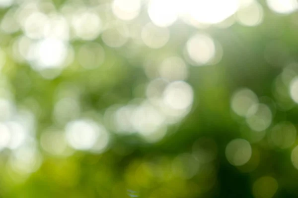 Abstract green bokeh Nature background — Stock Photo, Image