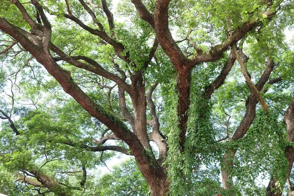 Текстура фона ветви зеленого дерева — стоковое фото