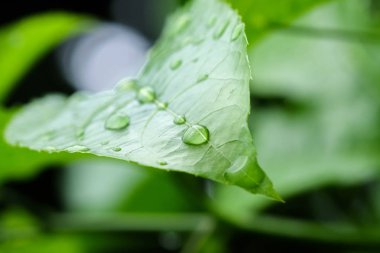arka plan doku yeşil yaprak ve su damla yumuşak odak