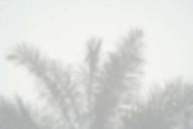 Siyah ve beyaz arka plan textuer gölgeler yaprak beton duvara.