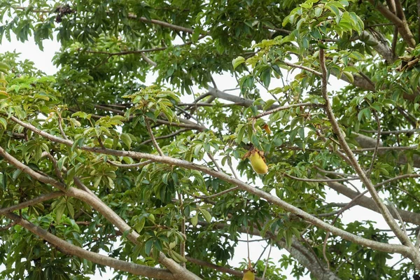 Die Äste des Baobabbaums — Stockfoto