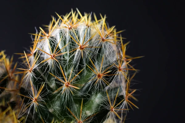 Konsistens av kaktus växt närbild på svart bakgrund. mjuk tant — Stockfoto