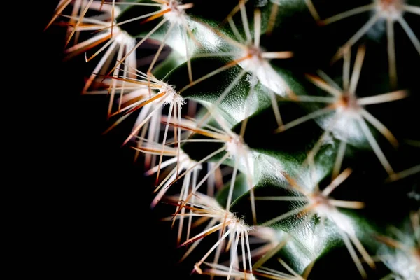 Konsistens av kaktus växt närbild på svart bakgrund. mjuk tant — Stockfoto