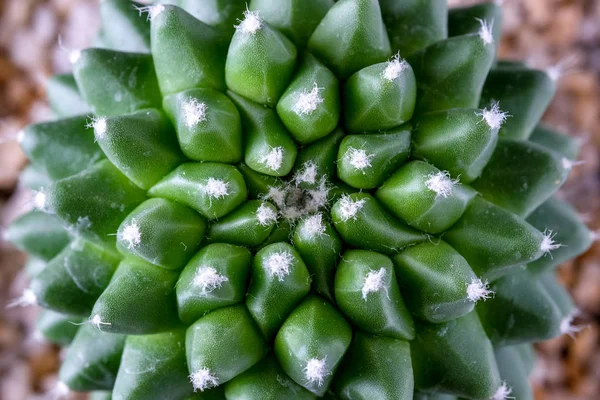 Texture of Cactus plant close-up on black background . soft focu — Stock Photo, Image