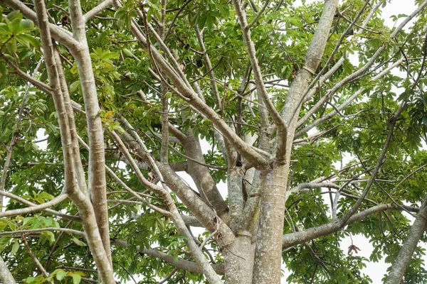 Os ramos da árvore de Baobab — Fotografia de Stock