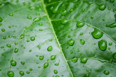 arka plan doku yeşil yaprak ve su damla yumuşak odak