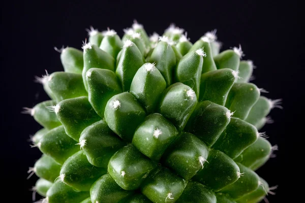 Texture de la plante de cactus gros plan sur fond noir. focu souple — Photo
