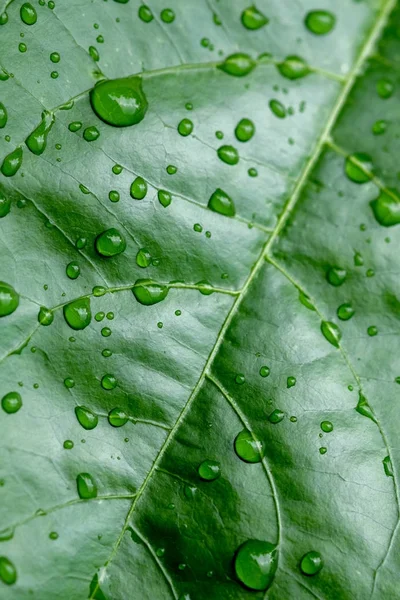 Háttér textúra, zöld levél és a víz csepp lágy fókusz — Stock Fotó