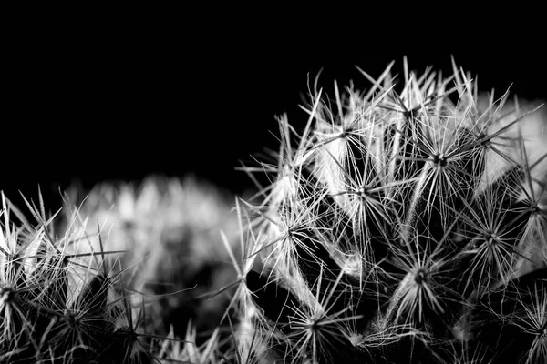 Het patroon van een Cactus plant close-up op zwarte achtergrond. zachte focu — Stockfoto