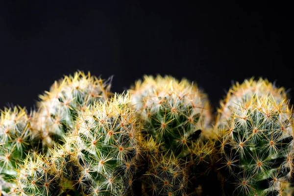 Textura de la planta de cactus primer plano sobre fondo negro. focu blando —  Fotos de Stock