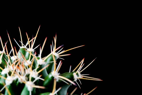 검은 배경에 선인장 식물 확대해 텍스처입니다. 부드러운 focu — 스톡 사진