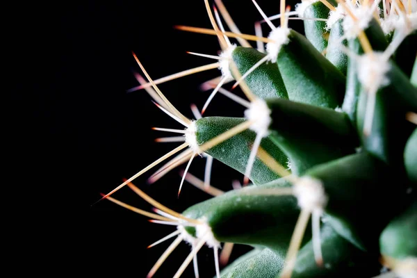 Textura de la planta de cactus primer plano sobre fondo negro. focu blando —  Fotos de Stock