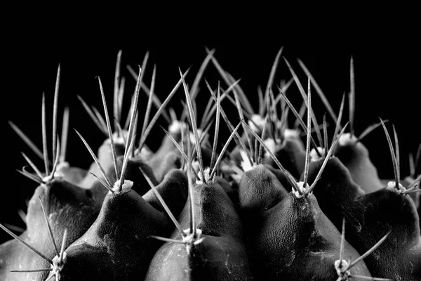 Textura de planta de cacto close-up sobre fundo preto. focu macio — Fotografia de Stock