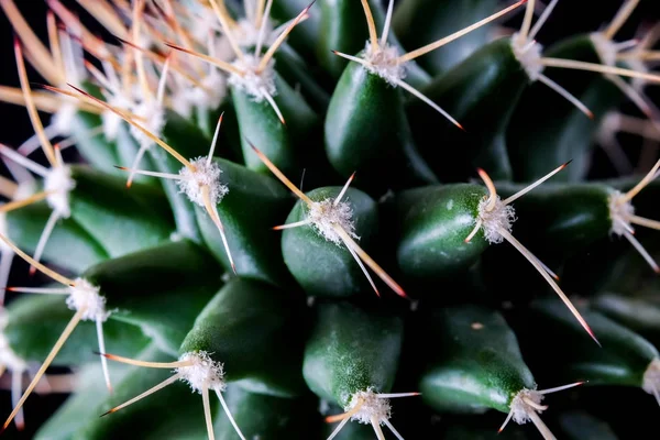 仙人掌植物特写黑色背景上的纹理。软焦点 — 图库照片