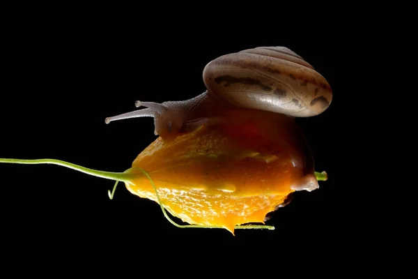 Escargot isolé sur fond noir — Photo