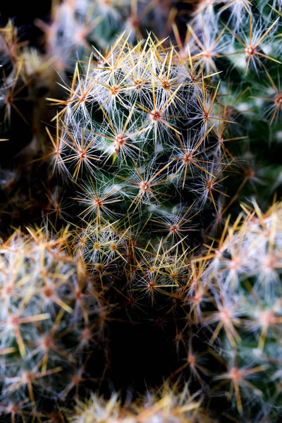 Kaktusz növény közeli kép a fekete háttér textúra. puha e — Stock Fotó