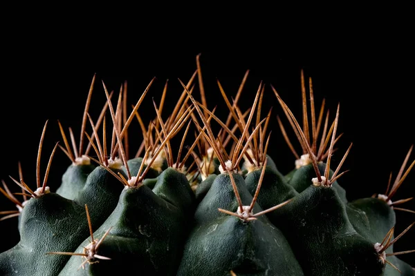 Textura de planta de cacto close-up sobre fundo preto. focu macio — Fotografia de Stock