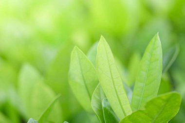 Doğal yeşil bitki arka planı ya da duvar kağıdı. Bahçe bahçesindeki yeşil yaprağın güneş ışığı altında doğal görüntüsü. 