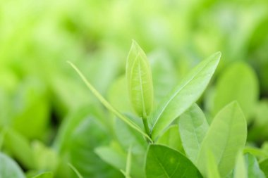 Doğal yeşil bitki arka planı ya da duvar kağıdı. Bahçe bahçesindeki yeşil yaprağın güneş ışığı altında doğal görüntüsü. 