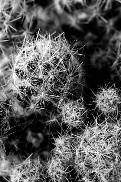 Texture of Cactus plant close-up on black background . soft focu