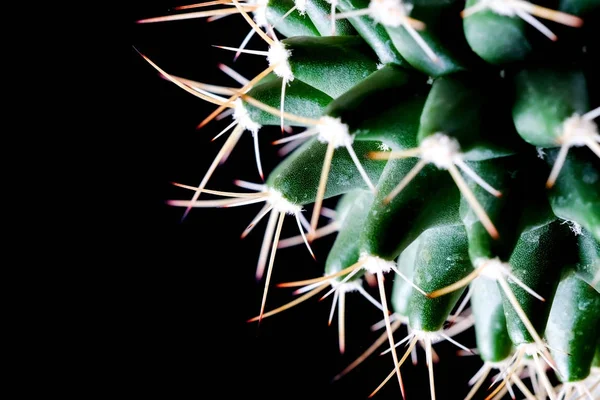 Textura de la planta de cactus primer plano sobre fondo negro. focu blando —  Fotos de Stock