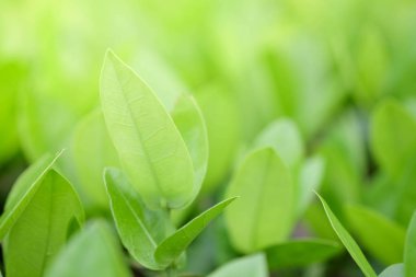 Doğal yeşil bitki arka planı ya da duvar kağıdı. Bahçe bahçesindeki yeşil yaprağın güneş ışığı altında doğal görüntüsü. 