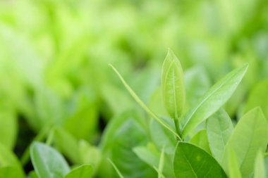 Doğal yeşil bitki arka planı ya da duvar kağıdı. Bahçe bahçesindeki yeşil yaprağın güneş ışığı altında doğal görüntüsü. 