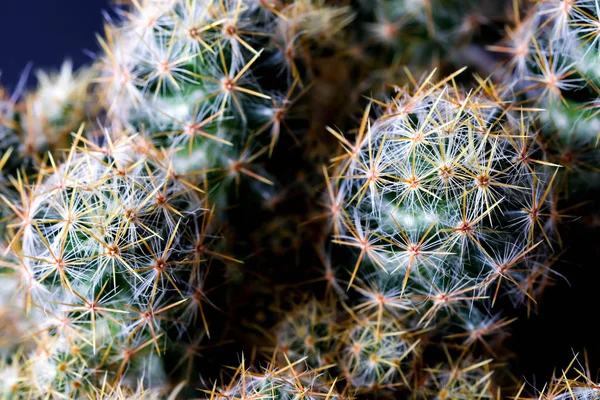Textura de la planta de cactus primer plano sobre fondo negro. focu blando —  Fotos de Stock